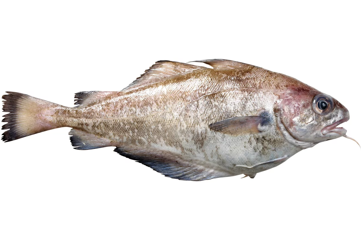Steenbolk