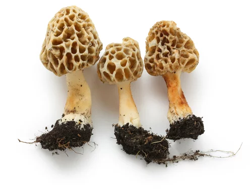 Morieljes