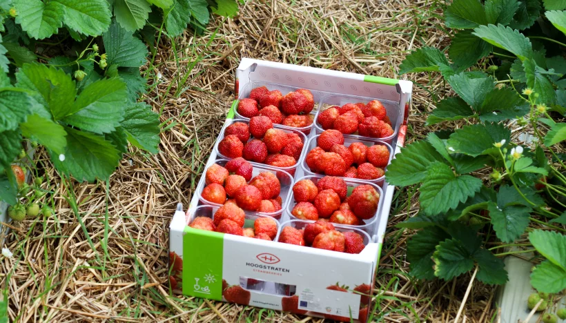 Een bijzonder product van bij ons: Hoogstraten aardbeien