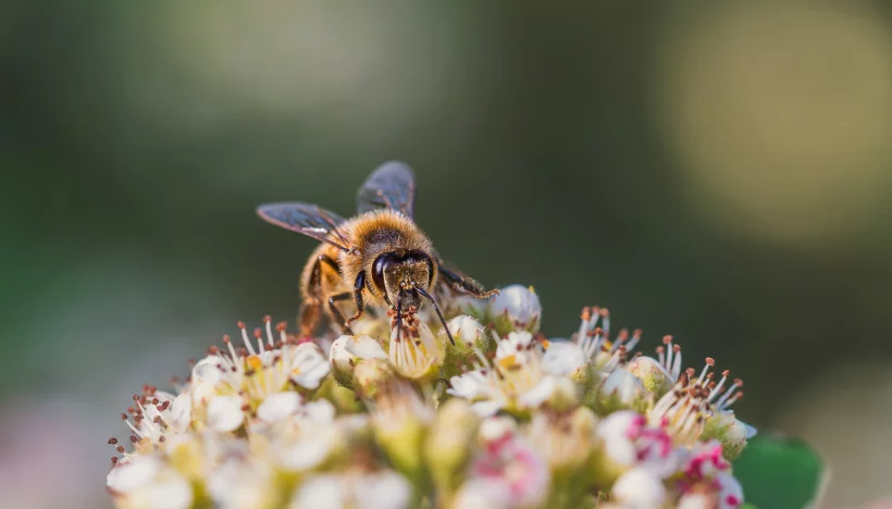 Bijzondere bijtjes: waarom bijen zo belangrijk voor ons zijn