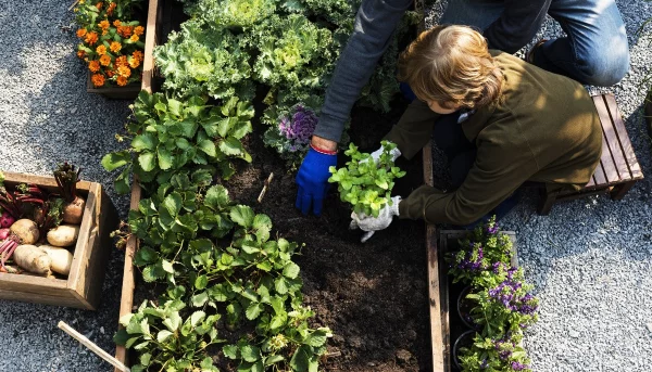 Pluk de lekkerste groenten en fruit op een plukboerderij